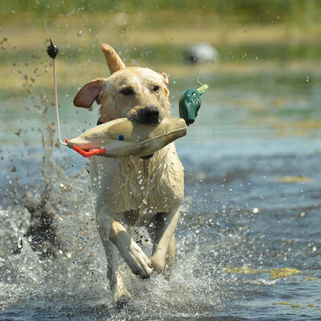 Pet Supplies K729883