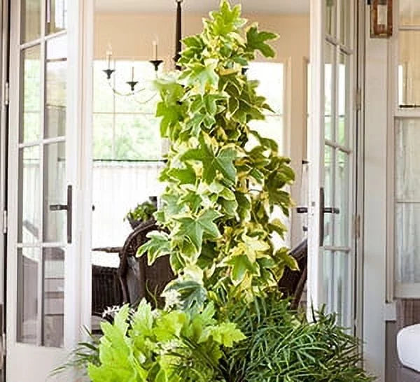 Evergreen Vine with Variegated Green and White Foliage 3 Gallon Live Outdoor Plant R72190