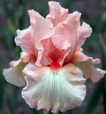 Bearded Iris Bulbs M316