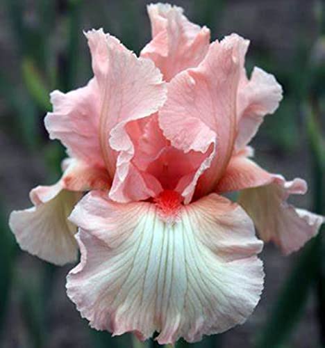 Bearded Iris Bulbs M316