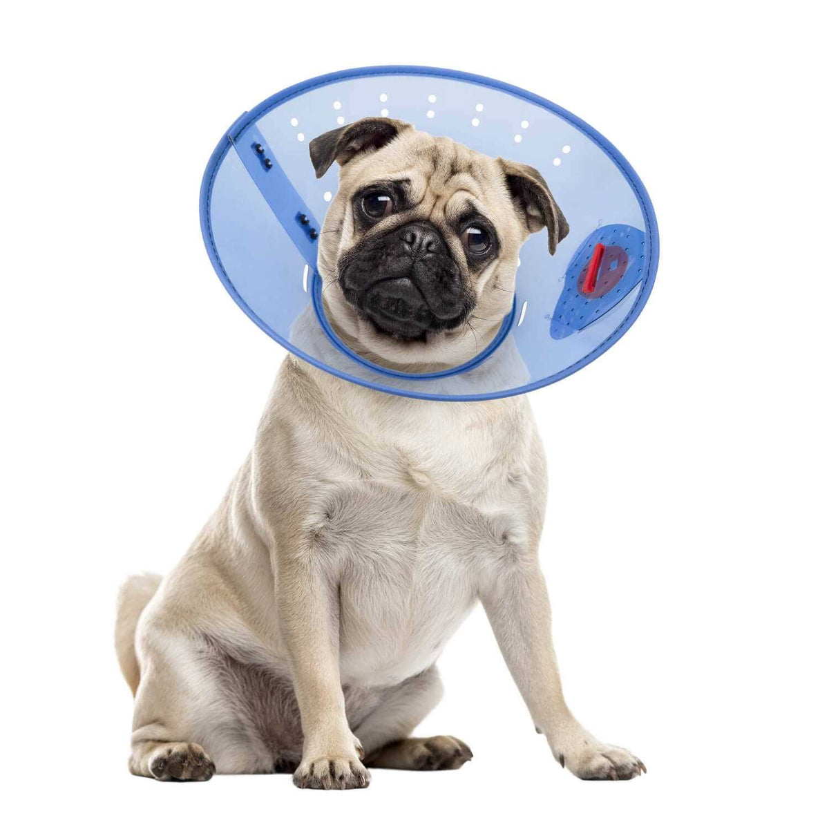 Calming Dog E-Collar L10044