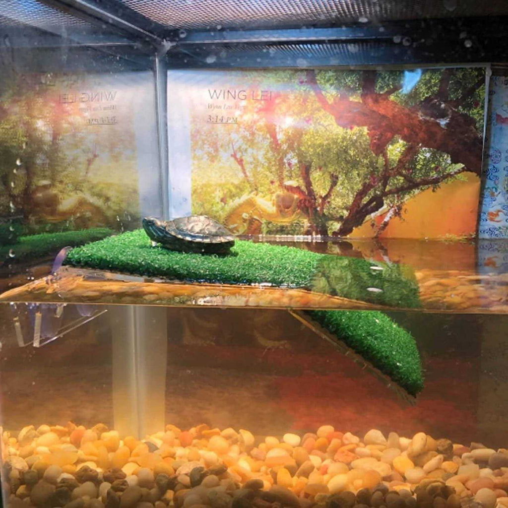 Turtle Basking Platform D609