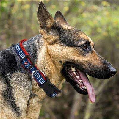 Chicago Cubs Dog Collar D371125