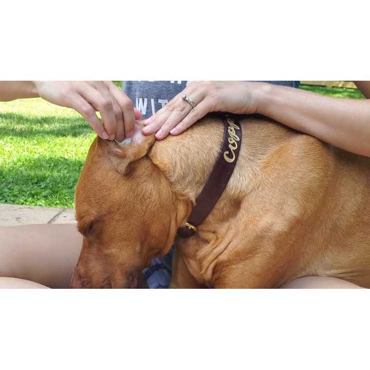 Aloe & Eucalyptus Dog Ear Wipes Q5215