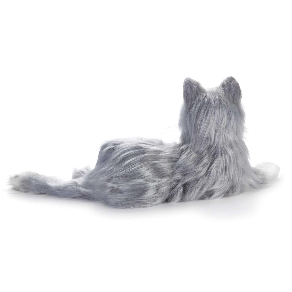 Companion Pet Cat Q105566