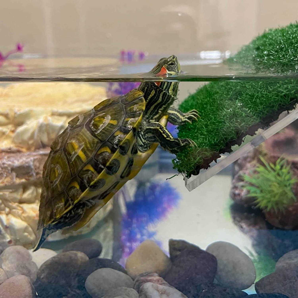Turtle Basking Platform D609