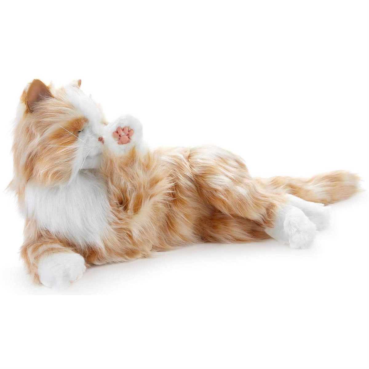 Companion Pet Cat Q105566