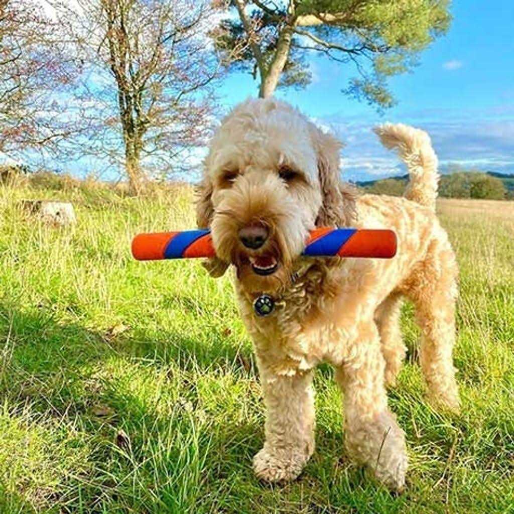 Dog Toy S1812